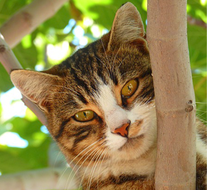 kitty